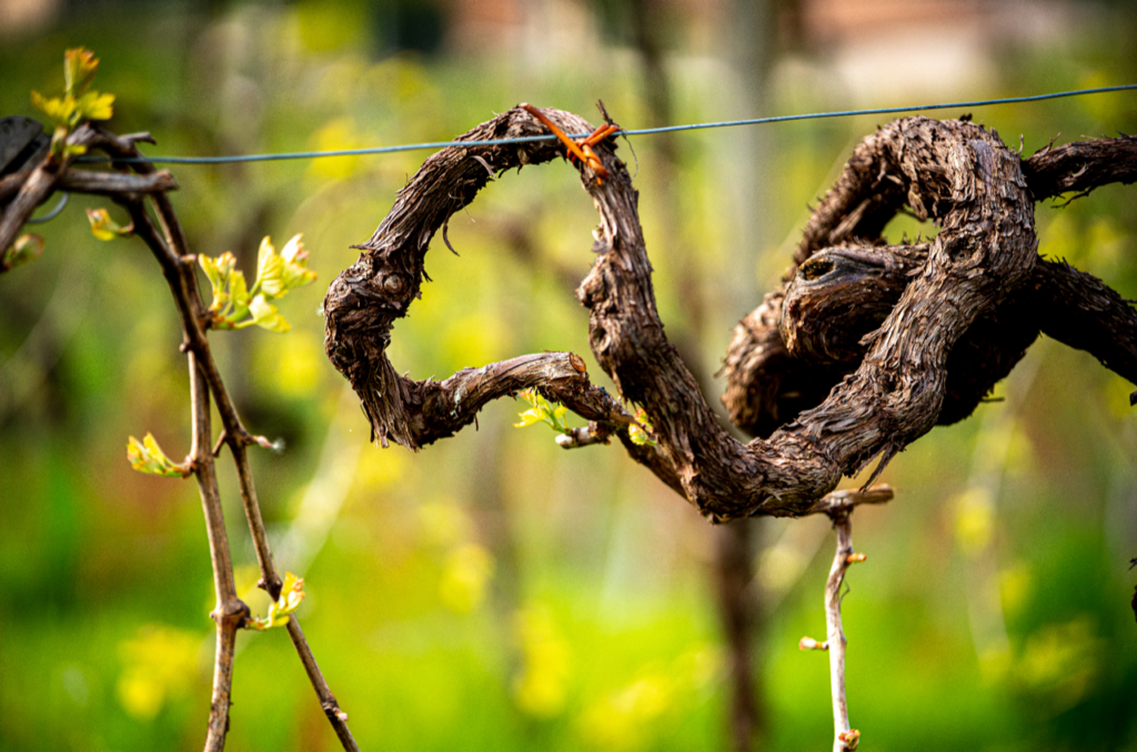 La vigna BIVAL